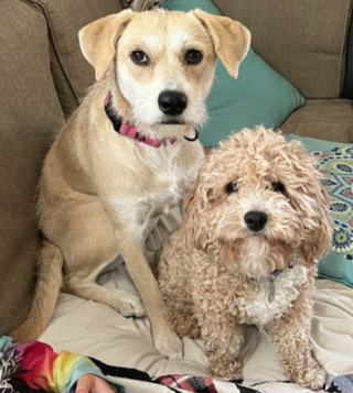 Illustration de l'article : Sauvée d’une usine à chiots, Lolly accompagne désormais ses congénères dans leur rééducation