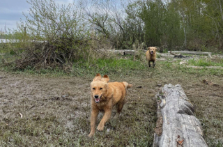 Illustration de l'article : Jeux complices entre ces deux Goldens qui s’entraident lorsque l’une à peur de l’eau