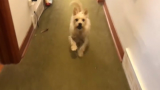 Illustration de l'article : Un chien simule une blessure à la patte pour exprimer son désintérêt à l'idée de partir en promenade (vidéo)