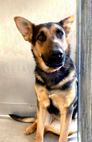 Illustration de l'article : Dans l'attente d'une famille pour la vie, cette jeune chienne sait attirer l’attention des visiteurs s'approchant de son enclos au refuge (vidéo)