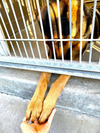 Illustration de l'article : Dans l'attente d'une famille pour la vie, cette jeune chienne sait attirer l’attention des visiteurs s'approchant de son enclos au refuge (vidéo)