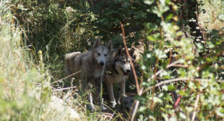 Illustration de l'article : Un chien-loup effrayé par les humains reprend confiance grâce à une nouvelle amie très sociable