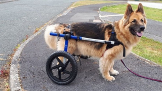 Illustration de l'article : Par amour pour son chien malade à 3 pattes, un homme dépense 600 € par mois afin de lui faciliter la vie