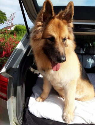 Illustration de l'article : Par amour pour son chien malade à 3 pattes, un homme dépense 600 € par mois afin de lui faciliter la vie