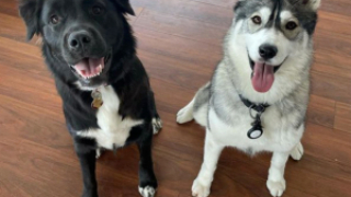 Illustration de l'article : Deux chiennes voisines de palier ont un rituel quotidien adorable (vidéo)