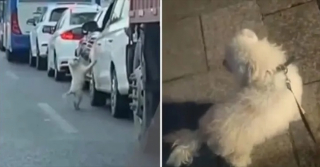 Illustration de l'article : La vidéo d’un petit chien abandonné par son propriétaire au milieu d'une route bondée a déclenché une chasse à l'homme