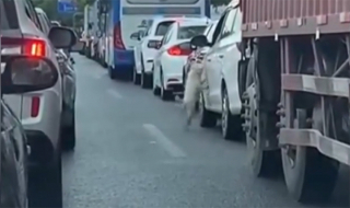 Illustration de l'article : La vidéo d’un petit chien abandonné par son propriétaire au milieu d'une route bondée a déclenché une chasse à l'homme