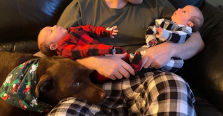 Illustration de l'article : Lucy, une adorable Labrador devient une sœur idéale pour les deux bébés humains de sa famille