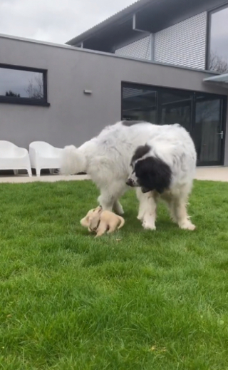 Illustration de l'article : Le lien unique entre une grande Landseer âgé et un jeune chiot Teckel réjouit les internautes (vidéo)