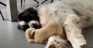 Illustration de l'article : Le lien unique entre une grande Landseer âgé et un jeune chiot Teckel réjouit les internautes (vidéo)