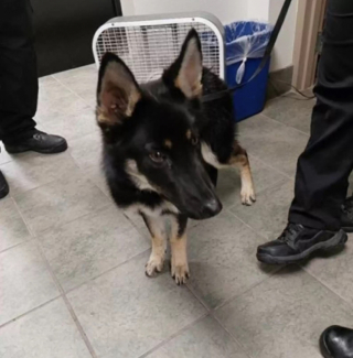 Illustration de l'article : La tristesse d’un groupe de bénévoles, après une découverte sur le parking devant leur refuge