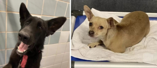 Illustration de l'article : La tristesse d’un groupe de bénévoles, après une découverte sur le parking devant leur refuge