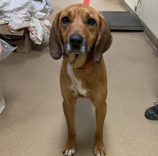 Illustration de l'article : Stressée par son arrivée dans un refuge, cette petite chienne échappe aux bénévoles qui s’occupent d’elle