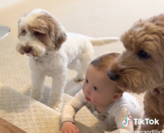 Illustration de l'article : Découvrez l’adorable amitié entre Cooper et Lily, 2 Labradoodle, avec leur petit frère humain (vidéo)