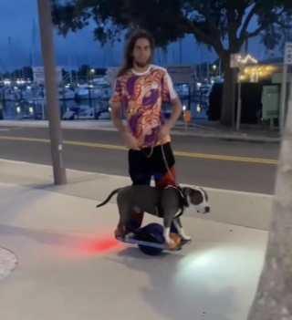 Illustration de l'article : Faites connaissance avec Greyson, le Pitbull sauvé des rues, devenu une vraie star lors de ses déplacements avec son maître (vidéo)