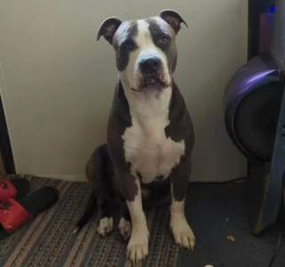 Illustration de l'article : Faites connaissance avec Greyson, le Pitbull sauvé des rues, devenu une vraie star lors de ses déplacements avec son maître (vidéo)