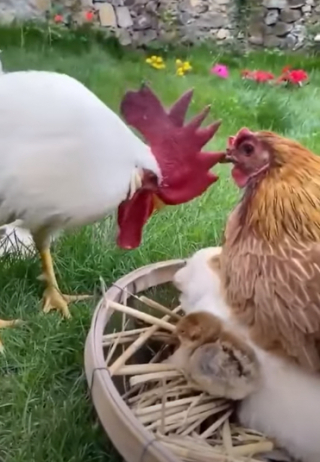 Illustration de l'article : Deux adorables chiots forment une sympathique famille, avec une mère adoptive à laquelle on ne s’attendrait pas (vidéo)