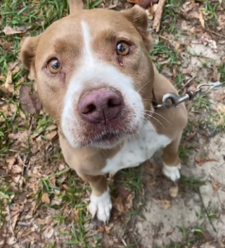 Illustration de l'article : Ils ne s’attendaient pas à ce qu’ils allaient découvrir, en faisant le tour du jardin de la maison dans laquelle ils venaient d’emménager (vidéo)