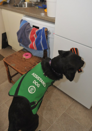 Illustration de l'article : Cet homme atteint de démence reprend goût à la vie grâce à Ruby, son chien d’assistance