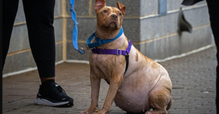 Illustration de l'article : Personne ne voulait adopter cet adorable chien malade jusqu’à une rencontre déterminante avec une petite fille