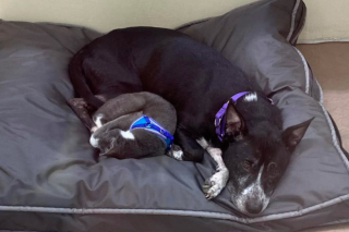 Illustration de l'article : Un chien et un chat inséparables en quête d’un foyer commun