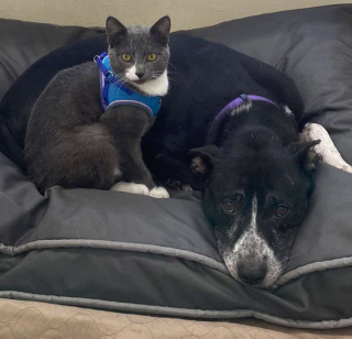 Illustration de l'article : Un chien et un chat inséparables en quête d’un foyer commun