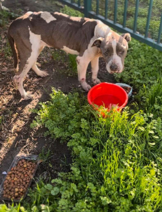 Illustration de l'article : Cette chienne en manque d’affection tend sa patte à tous ceux qui passent devant son box au refuge 