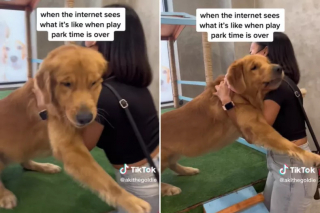 Illustration de l'article : Pour convaincre son Golden Retriever têtu de rentrer du parc, cette jeune femme utilise une ruse imparable (vidéo)