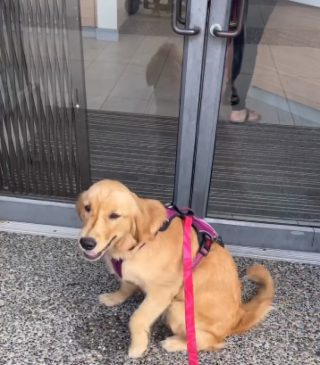 Illustration de l'article : Contrairement à ces congénères, cette Golden Retriever adore rendre visite à son vétérinaire