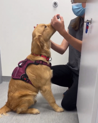 Illustration de l'article : Contrairement à ces congénères, cette Golden Retriever adore rendre visite à son vétérinaire