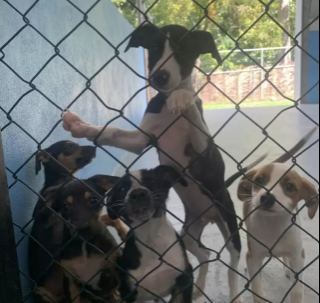 Illustration de l'article : Mauvaise nouvelle pour ces b&eacute;n&eacute;voles qui entendent les pleurs de chiots en provenance d&rsquo;une poubelle 