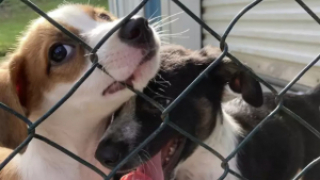 Illustration de l'article : Mauvaise nouvelle pour ces b&eacute;n&eacute;voles qui entendent les pleurs de chiots en provenance d&rsquo;une poubelle 