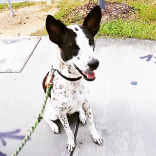 Illustration de l'article : 6 ans d’attente et des centaines d’euros dépensés seront nécessaires pour le rapatriement de cette chienne 