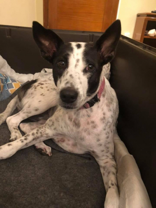 Illustration de l'article : 6 ans d’attente et des centaines d’euros dépensés seront nécessaires pour le rapatriement de cette chienne 