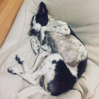 Illustration de l'article : 6 ans d’attente et des centaines d’euros dépensés seront nécessaires pour le rapatriement de cette chienne 