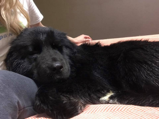 Illustration de l'article : Sauvé de la rue, un jeune Terre-Neuve parcourt plus de 1600 km pour entamer une belle carrière (vidéo)