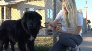 Illustration de l'article : Sauvé de la rue, un jeune Terre-Neuve parcourt plus de 1600 km pour entamer une belle carrière (vidéo)