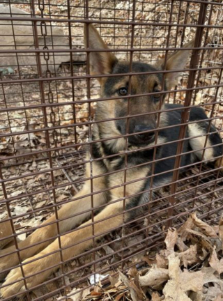 Illustration de l'article : Une course contre la montre lancée pour retrouver des chiots abandonnés sur un sentier de randonnée