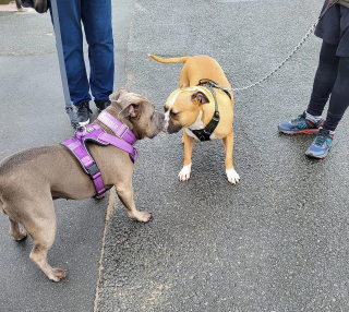 Illustration de l'article : Le parcours chaotique de 2 chiens retrouvés attachés à un arbre près d’un refuge et à la recherche de jours heureux