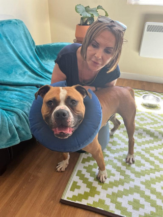 Illustration de l'article : Le parcours chaotique de 2 chiens retrouvés attachés à un arbre près d’un refuge et à la recherche de jours heureux