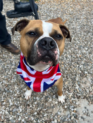 Illustration de l'article : Le parcours chaotique de 2 chiens retrouvés attachés à un arbre près d’un refuge et à la recherche de jours heureux