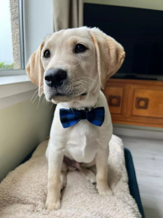 Illustration de l'article : Abandonnés pour une raison révoltante, ces 3 chiots Labrador Retriever sont les victimes d’un commerce illégal