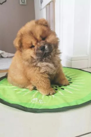 Illustration de l'article : Avant l’arrivée de son adorable chiot, une jeune femme transforme un placard en nurserie pour seulement 200 euros