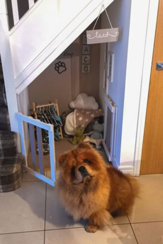 Illustration de l'article : Avant l’arrivée de son adorable chiot, une jeune femme transforme un placard en nurserie pour seulement 200 euros