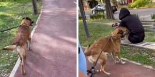 Illustration de l'article : Après 6 mois de séparation avec son chien Harley, une jeune femme lui réserve une surprise dans un parc (vidéo)