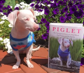 Illustration de l'article : En surmontant de lourds handicaps, cet adorable petit chien diffuse un message positif dans le monde entier