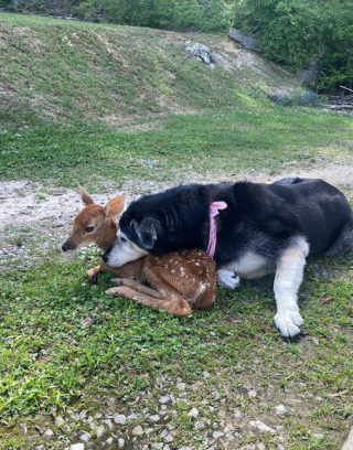 Illustration de l'article : Zoey, une chienne affectueuse, a contribué au sauvetage d’un jeune faon mal en point (vidéo)