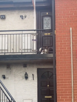 Illustration de l'article : La touchante réaction de Dottie, alors qu’elle pensait que sa maîtresse était partie sans elle (vidéo)