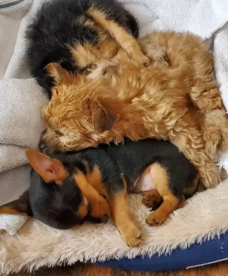 Illustration de l'article : Ces chiots issus d'un mélange inédit de races ont conquis le cœur des bénévoles du refuge