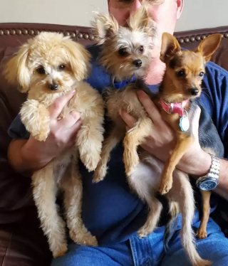 Illustration de l'article : Ces chiots issus d'un mélange inédit de races ont conquis le cœur des bénévoles du refuge